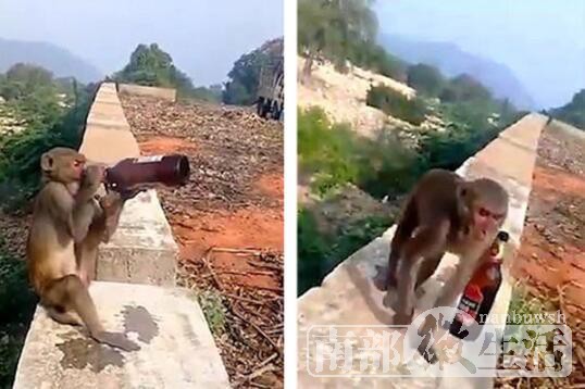 笑喷！印度一猴子抢游客啤酒上墙独自畅饮